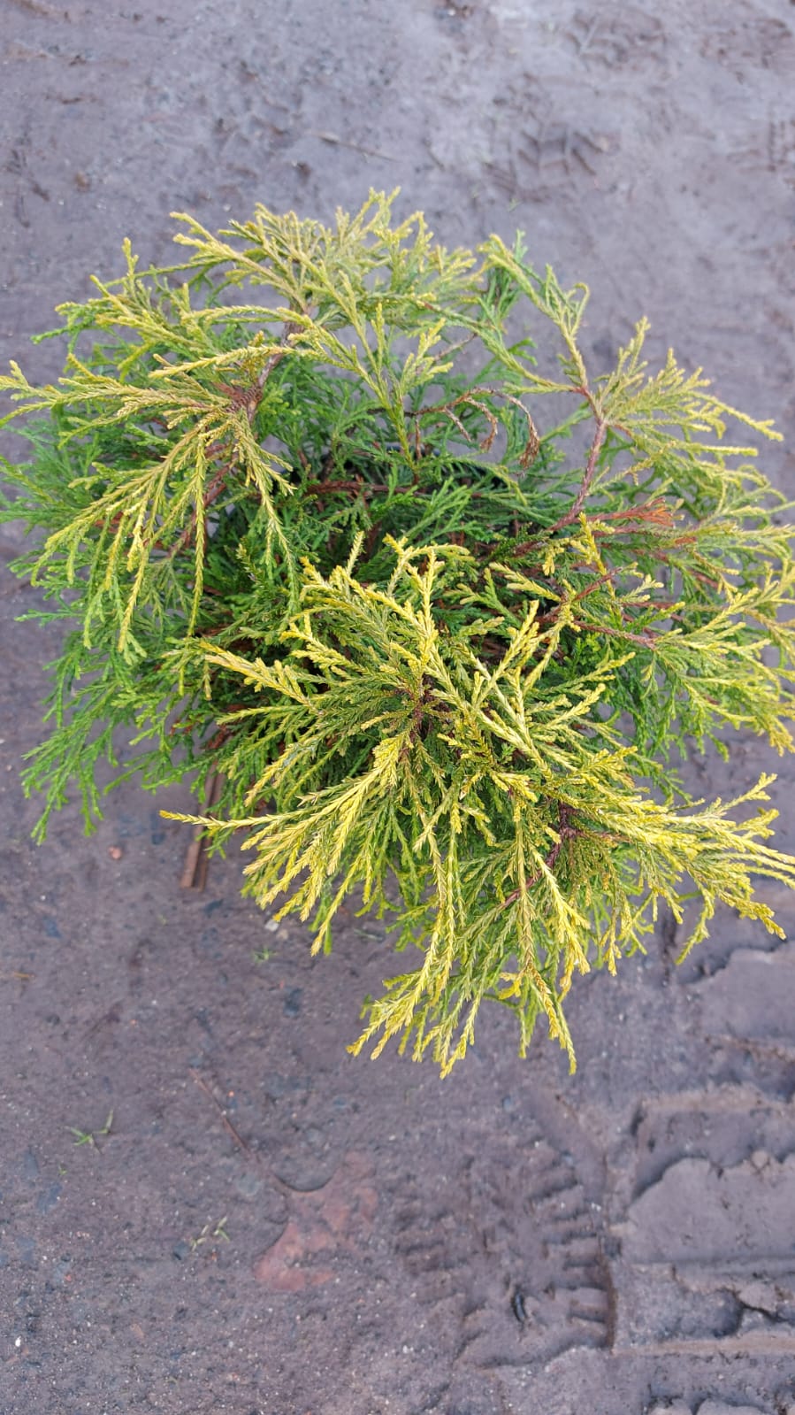 Кипарисовик горохоплодный Санголд